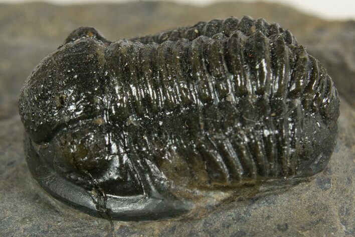 Detailed Proetid (Gerastos) Trilobite Fossil - Morocco #342915